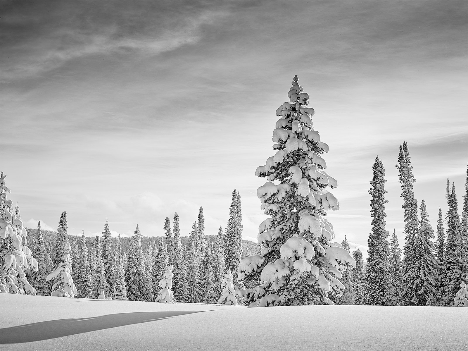 RabbitEarsLoopA1_0184 1